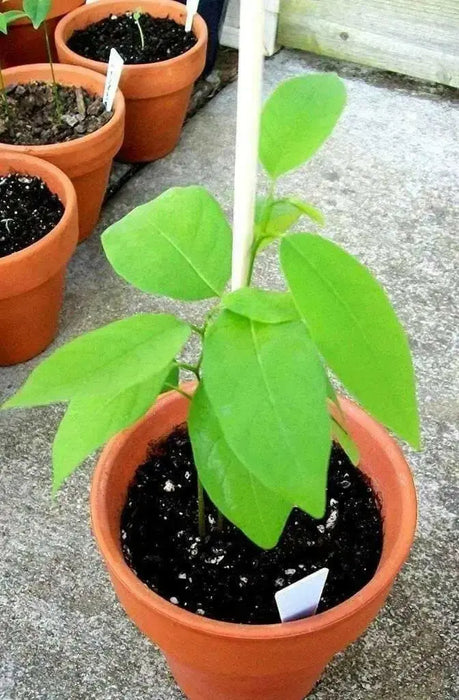 Jamaican Custard Apple Tree Seed, TROPICAL FRUIT, SUGAR APPLE - Caribbean garden seed