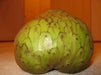 Jamaican Custard Apple Tree Seed, TROPICAL FRUIT, SUGAR APPLE - Caribbean garden seed