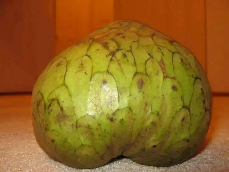 Jamaican Custard Apple Tree Seed, TROPICAL FRUIT, SUGAR APPLE - Caribbean garden seed