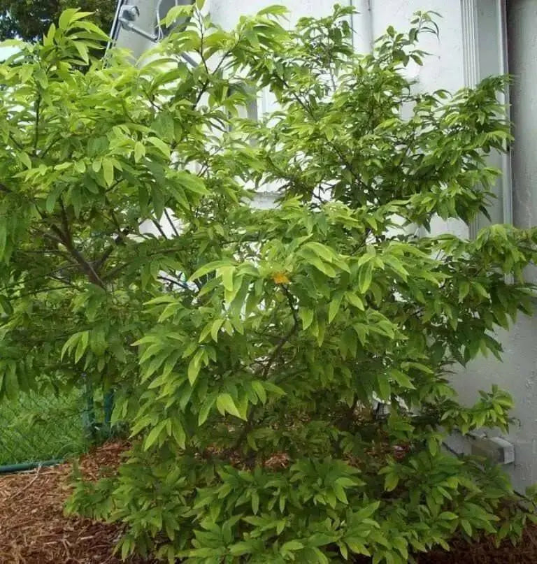 Jamaican Custard Apple Tree Seed, TROPICAL FRUIT, SUGAR APPLE - Caribbean garden seed