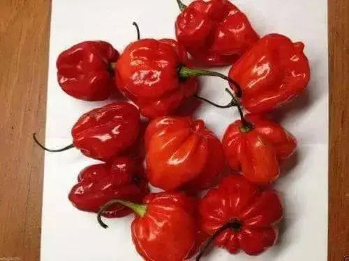 JAMAICAN RED HOT PEPPER,(Capsicum chinense) Very Hot,Heirloom - Caribbean garden seed