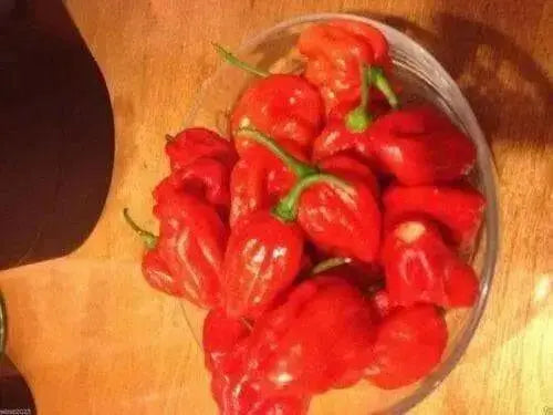 JAMAICAN RED HOT PEPPER,(Capsicum chinense) Very Hot,Heirloom - Caribbean garden seed