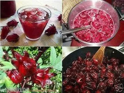 Jamaican Sorrel - Cut & Sifted, DRIED HERB - Caribbean garden seed