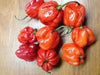 JAMAICAN RED HOT PEPPER,(Capsicum chinense) Very Hot,Heirloom - Caribbean garden seed