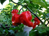 JAMAICAN RED HOT habanero, Chili Pepper,(Capsicum chinense,) - Caribbean garden seed