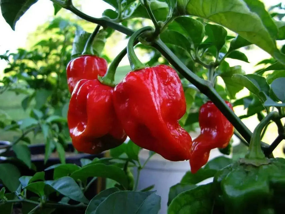 JAMAICAN RED HOT habanero, Chili Pepper,(Capsicum chinense,) - Caribbean garden seed