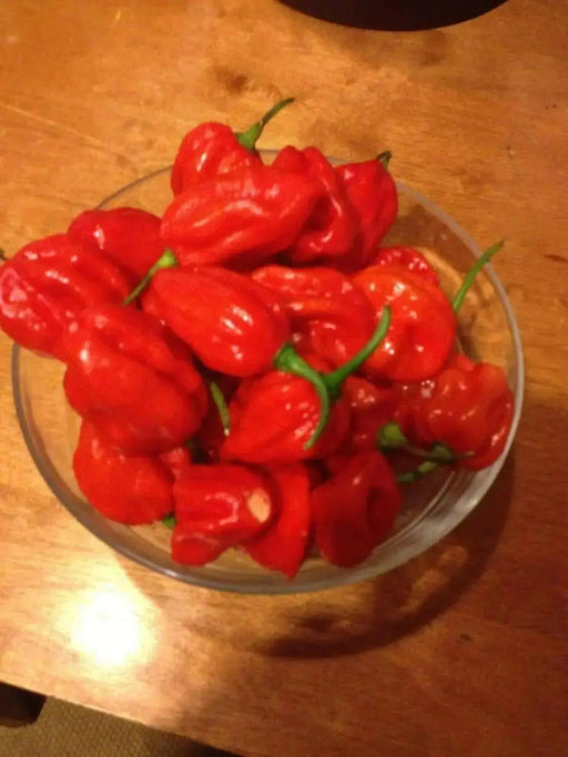 JAMAICAN RED HOT habanero, Chili Pepper,(Capsicum chinense,) - Caribbean garden seed