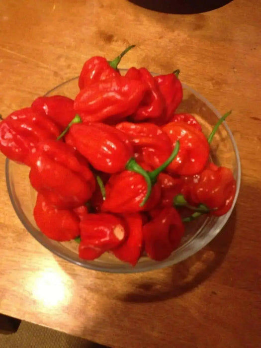 JAMAICAN RED HOT habanero, Chili Pepper,(Capsicum chinense,) - Caribbean garden seed