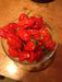 JAMAICAN RED HOT habanero, Chili Pepper,(Capsicum chinense,) - Caribbean garden seed