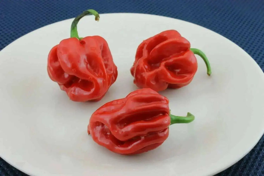 JAMAICAN RED HOT habanero, Chili Pepper,(Capsicum chinense,) - Caribbean garden seed