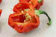 JAMAICAN RED HOT habanero, Chili Pepper,(Capsicum chinense,) - Caribbean garden seed