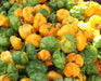 Jamaican Scotch Bonnet Pepper (Fresh Pods) CARIBBEAN PRODUCT - Caribbean garden seed
