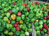 JAMAICAN Scotch bonnet Pepper (Fresh Pods) RED STRAIN , PRODUCE - Caribbean garden seed