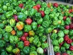 JAMAICAN Scotch bonnet Pepper (Fresh Pods) RED STRAIN , PRODUCE - Caribbean garden seed