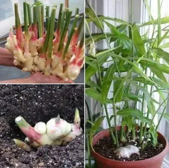 JAMAICAN GINGER ROOT, READY TO GROW ,INDOOR OR OUTDOOR - Caribbean garden seed