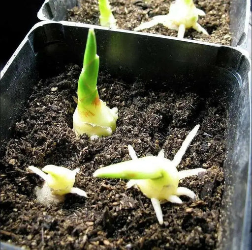 JAMAICAN GINGER ROOT, READY TO GROW ,INDOOR OR OUTDOOR - Caribbean garden seed