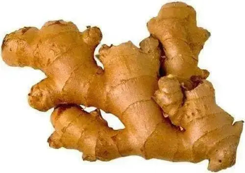 JAMAICAN GINGER ROOT, READY TO GROW ,INDOOR OR OUTDOOR - Caribbean garden seed