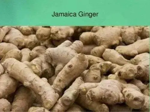 JAMAICAN GINGER ROOT, READY TO GROW ,INDOOR OR OUTDOOR - Caribbean garden seed