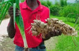 JAMAICAN GINGER ROOT, READY TO GROW ,INDOOR OR OUTDOOR - Caribbean garden seed