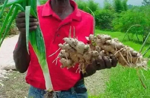 JAMAICAN GINGER ROOT, READY TO GROW ,INDOOR OR OUTDOOR - Caribbean garden seed