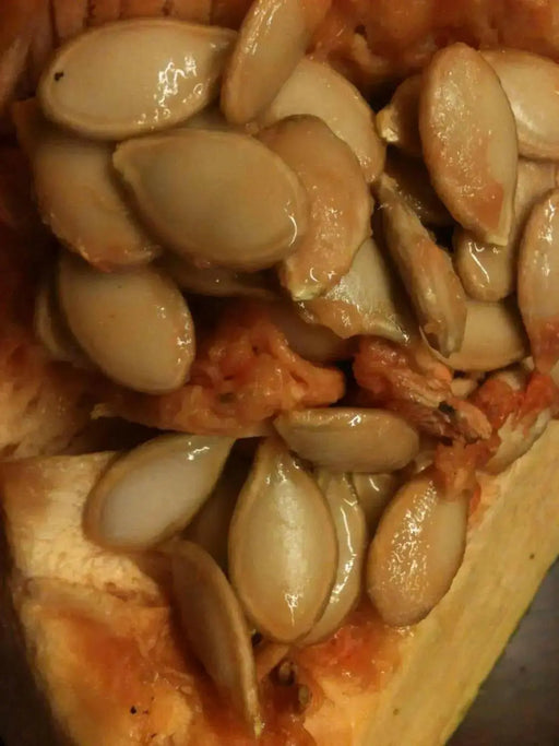 Jamaican Pumpkin SEEDS, WINTER SQUASH - Caribbean garden seed