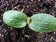 Jamaican Pumpkin SEEDS, WINTER SQUASH - Caribbean garden seed
