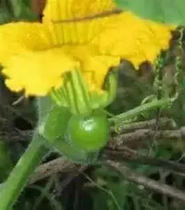 Jamaican Pumpkin SEEDS, WINTER SQUASH - Caribbean garden seed