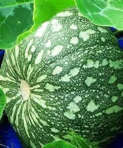 Jamaican Pumpkin SEEDS, WINTER SQUASH - Caribbean garden seed