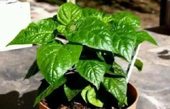 Jamaican Scotch Bonnet - Live PEPPER Plant, 3' POT - CARIBBEAN PRODUCTS - Caribbean garden seed