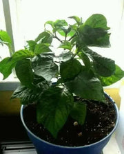 Jamaican Scotch Bonnet - Live PEPPER Plant, 3' POT - CARIBBEAN PRODUCTS - Caribbean garden seed