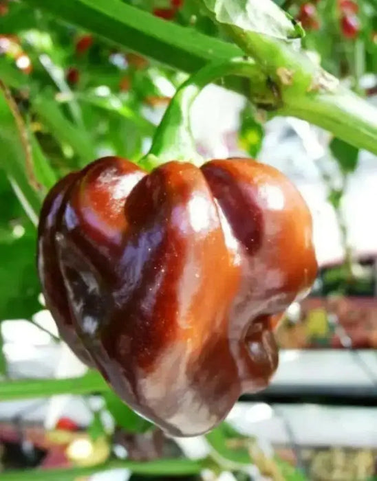 Jamaican Chocolate Scotch Bonnet Pepper seed, Capsicum chinense - Caribbean garden seed