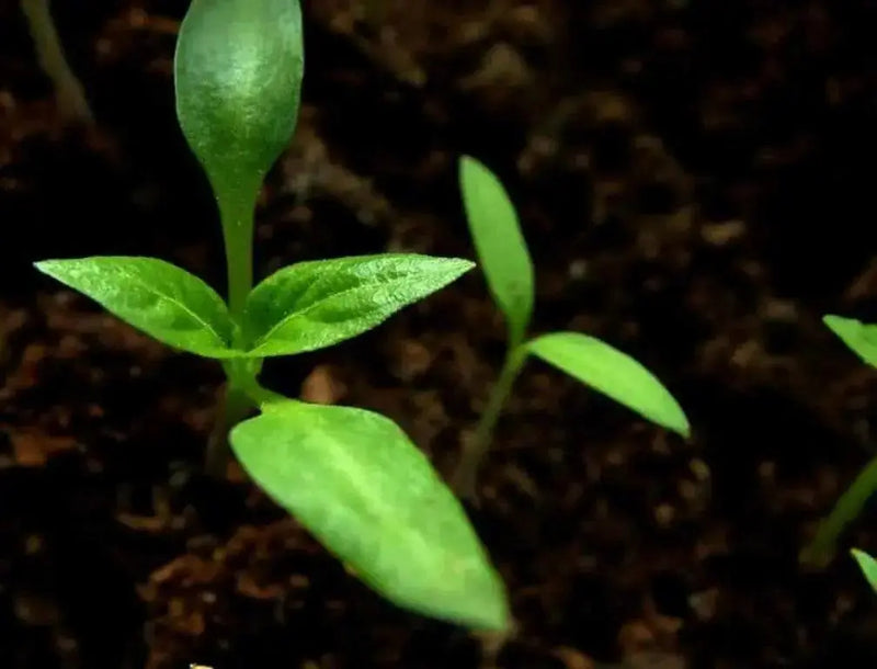 Jamaican Chocolate Scotch Bonnet Pepper seed, Capsicum chinense - Caribbean garden seed