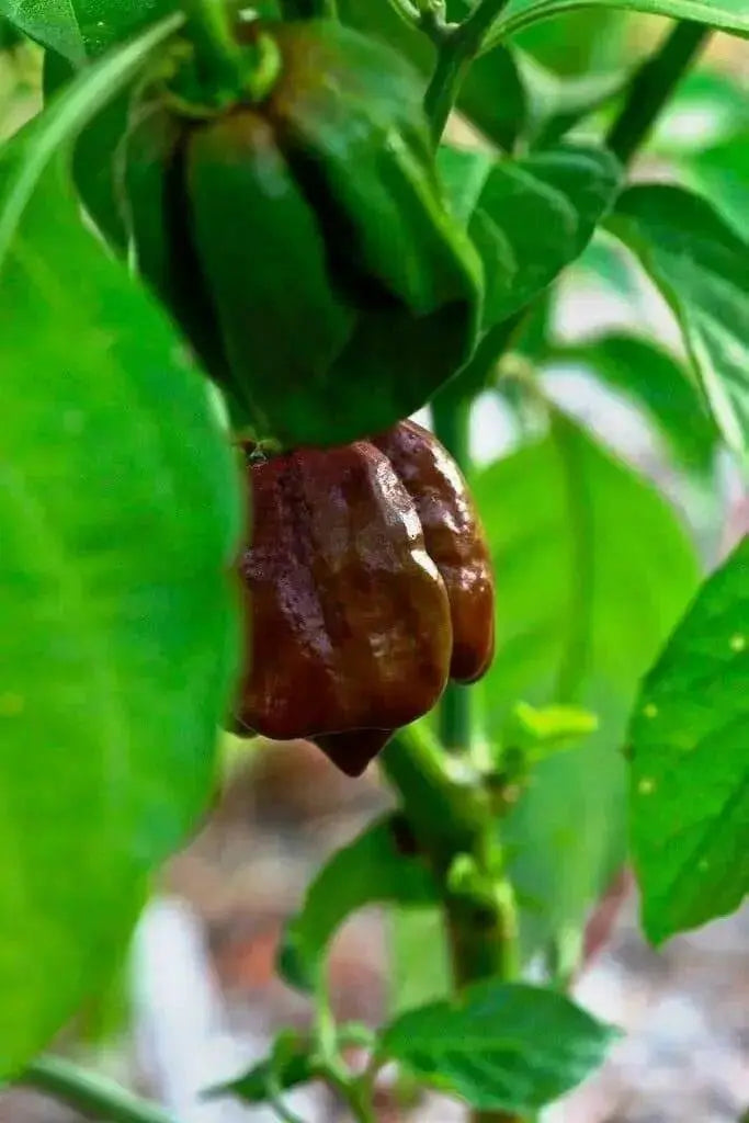 Jamaican Chocolate Scotch Bonnet Pepper seed, Capsicum chinense - Caribbean garden seed