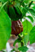 Jamaican Chocolate Scotch Bonnet Pepper seed, Capsicum chinense - Caribbean garden seed