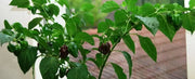 Jamaican Chocolate Scotch Bonnet Pepper seed, Capsicum chinense - Caribbean garden seed
