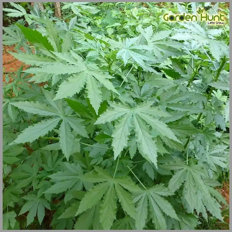 Jamaican Sorrel Seeds, (Green/WHITE stem , SOUR LEAF - Caribbean garden seed