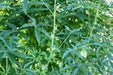 Jamaican Sorrel Seeds, (Green/WHITE stem , SOUR LEAF - Caribbean garden seed