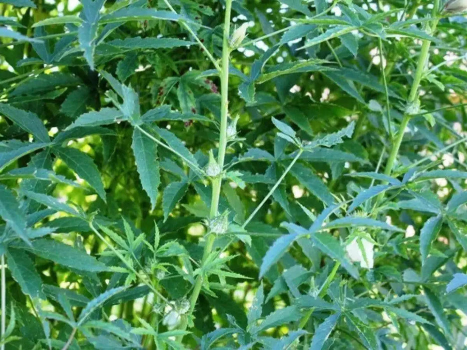 Jamaican Sorrel Seeds, (Green/WHITE stem , SOUR LEAF - Caribbean garden seed