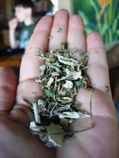 Jamaican GUINEA HEN WEED ,Dried Herbs - Caribbean garden seed