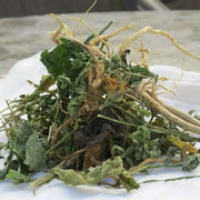 Jamaican GUINEA HEN WEED ,Dried Herbs - Caribbean garden seed