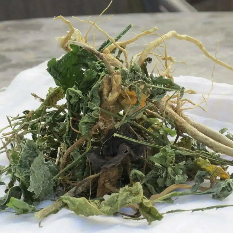 Jamaican GUINEA HEN WEED ,Dried Herbs - Caribbean garden seed