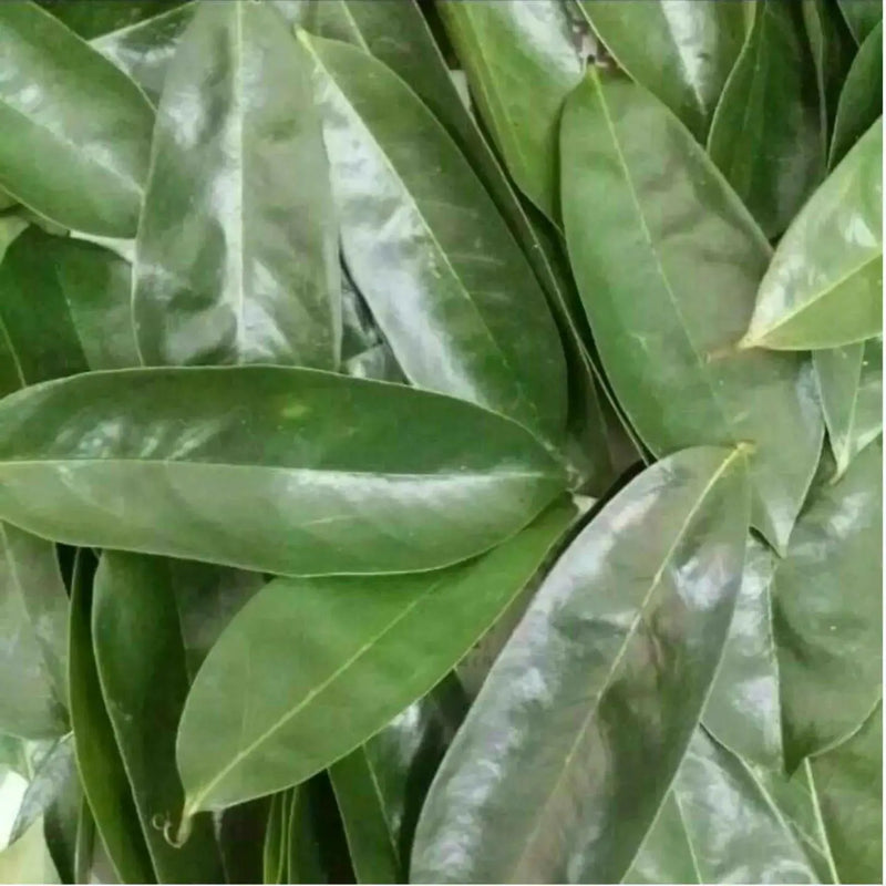 Jamaican Soursop leaf, DRIED HERB - Caribbean garden seed