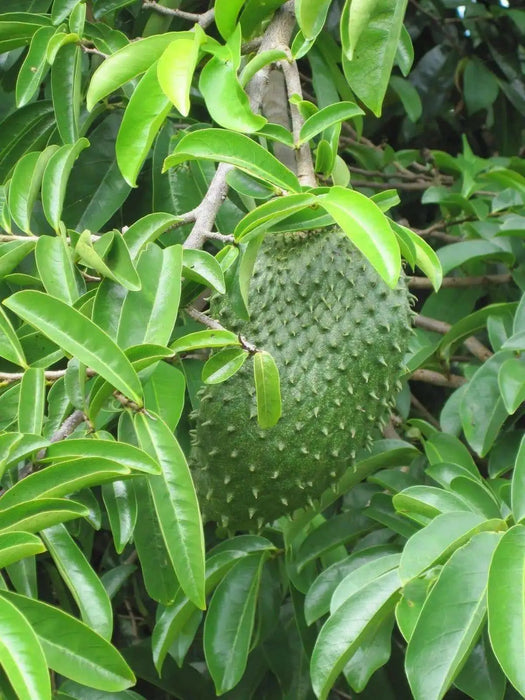 Jamaican Soursop leaf, DRIED HERB - Caribbean garden seed