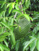 Jamaican Soursop leaf, DRIED HERB - Caribbean garden seed