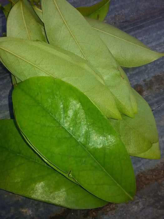 Jamaican Soursop leaf, DRIED HERB - Caribbean garden seed