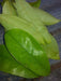 Jamaican Soursop leaf, DRIED HERB - Caribbean garden seed