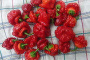 Jamaican Red Scotch Bonnet (Original Strain) pepper Seed - Caribbean garden seed