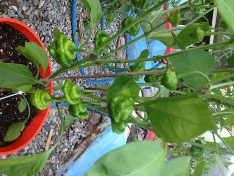 Jamaican Red Scotch Bonnet (Original Strain) pepper Seed - Caribbean garden seed
