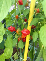 Jamaican Red Scotch Bonnet (Original Strain) pepper Seed - Caribbean garden seed
