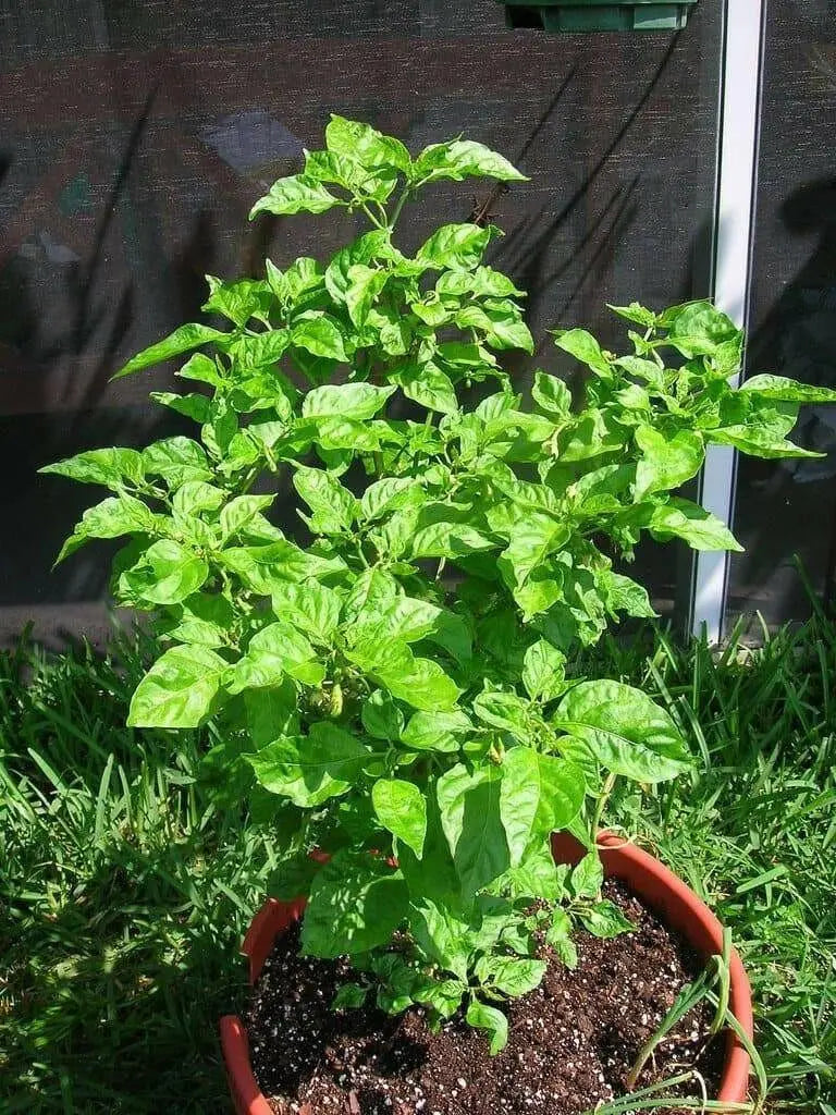 Jamaican Red Scotch Bonnet (Original Strain) pepper Seed - Caribbean garden seed